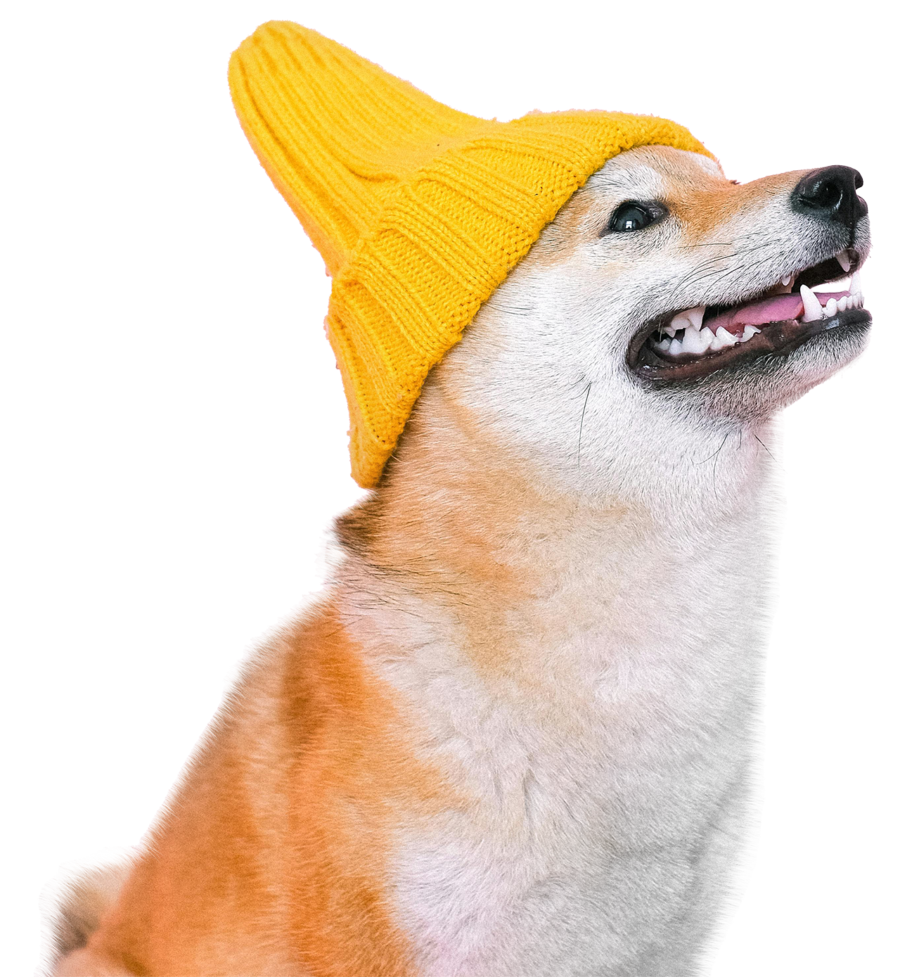 perro sentado
