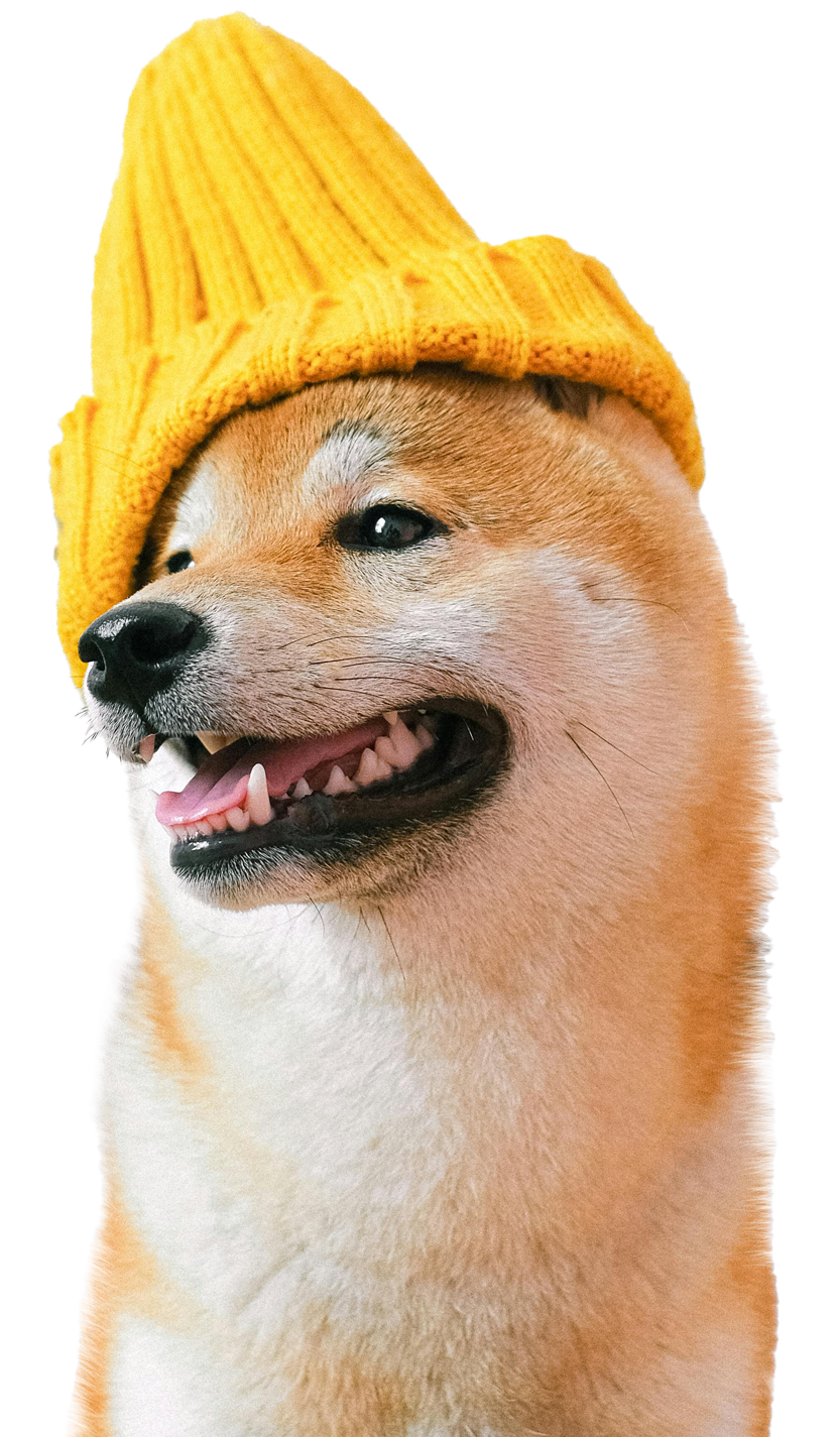 perro con gorro