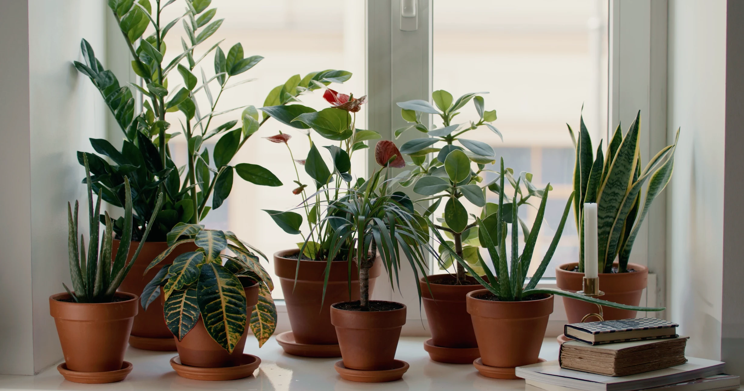 Varias plantas creciendo